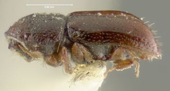 Media type: image;   Entomology 1287 Aspect: habitus lateral view